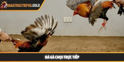 Đá gà chọi trực tiếp và bí quyết xem thi đấu mãn nhãn