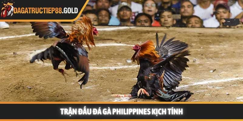 Trận đấu Đá gà Philippines kịch tính