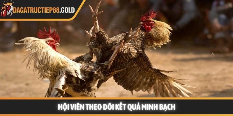 Hội viên có thể dễ dàng theo dõi kết quả trực tiếp đá gà minh bạch