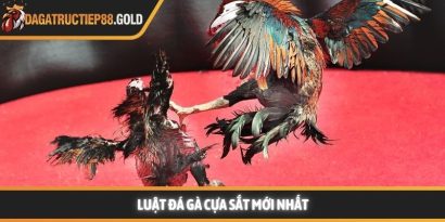 Luật đá gà cựa sắt cùng các quy tắc thi đấu chuyên nghiệp mang lại một môi trường giải trí công bằng cho mọi thành viên đam mê bộ môn này. Việc nắm vững các quy định giúp hội viên tự tin hơn khi đưa ra những quyết định chính xác tại các đấu trường lớn. Trang Đá Gà Trực Tiếp luôn cập nhật nhanh chóng các kiến thức về quy chế thi đấu và kinh nghiệm chọn chiến kê dũng mãnh. Hệ thống luật đá gà cựa sắt nền tảng tại các đấu trường lớn Tìm hiểu luật đá gà cựa sắt minh bạch Việc áp dụng luật đá gà cựa sắt giúp đảm bảo tính minh bạch và chuyên nghiệp cho từng trận đấu diễn ra tại các bồ gà danh tiếng. Hệ thống quy định này được thiết kế để bảo vệ quyền lợi của chủ kê cũng như tạo sự hào hứng cho người xem đá gà trực tiếp hôm nay. Khi các quy tắc được tuân thủ nghiêm ngặt, hội viên sẽ dễ dàng đánh giá được năng lực thực tế của các chiến kê trên sân. Nền tảng luôn khuyến khích thành viên tìm hiểu kỹ các tiêu chuẩn về cân nặng và cựa để có cái nhìn tổng quan nhất. Sự rõ ràng trong khâu tổ chức giúp nâng cao uy tín của các giải đấu lớn như Trực tiếp đá gà Thomo hay các đấu trường quốc tế khác. Những quy định này không chỉ là rào cản kỹ thuật mà còn là bệ phóng giúp các chiến kê tỏa sáng rực rỡ dưới sự chứng kiến của đông đảo người hâm mộ. Để hiểu rõ hơn về cách thức vận hành, chúng ta sẽ đi sâu vào từng khía cạnh chi tiết của các quy định hiện hành. Những tiêu chuẩn này được áp dụng đồng bộ để tạo nên những màn trình diễn kịch tính và đầy sức thuyết phục. Quy trình kiểm tra cân nặng và trang bị vũ khí Trước khi trận đấu bắt đầu, các trọng tài sẽ tiến hành cân đo trọng lượng của từng chiến kê để đảm bảo sự tương đồng. Theo luật đá gà cựa sắt, những cá thể có sự chênh lệch cân nặng quá lớn sẽ không được phép thi đấu cùng nhau nhằm giữ vững sự công bằng. Việc trang bị cựa sắt cũng phải tuân thủ kích thước và độ sắc bén quy định để bảo vệ tính nhân văn trong thể thao. Các thành viên có thể tham khảo thêm tại https://www.alltricksworld.in/ để nắm bắt các thông số kỹ thuật mới nhất về trang bị cho gà nòi. Quy định về thời gian thi đấu và các hiệp đấu Mỗi trận đấu thường được chia thành nhiều hiệp, mỗi hiệp có thời gian kéo dài khoảng mười lăm phút tùy theo quy định của ban tổ chức. Giữa các hiệp đấu, chiến kê sẽ có thời gian nghỉ ngơi để được nài gà chăm sóc và hồi phục thể lực nhanh chóng. Luật đá gà cựa sắt quy định rất rõ về số phút nghỉ ngơi nhằm đảm bảo sức khỏe tốt nhất cho các đấu sĩ trước khi tiếp tục. Sự sắp xếp thời gian khoa học giúp trận đấu duy trì được nhịp độ căng thẳng nhưng vẫn rất chuyên nghiệp và hấp dẫn. Vai trò quan trọng của trọng tài điều hành trận đấu Trọng tài là người có quyền quyết định cao nhất trên sân và luôn giám sát chặt chẽ mọi hành động của hai chiến kê cũng như người nài. Họ có nhiệm vụ thực thi luật đá gà cựa sắt một cách công tâm để đảm bảo không có bất kỳ hành vi gian lận nào xảy ra. Khi có tình huống tranh chấp hoặc gà bị dính cựa, trọng tài sẽ ra hiệu tạm dừng để xử lý kịp thời và chính xác nhất. Sự hiện diện của những người cầm cân nảy mực giúp hội viên hoàn toàn yên tâm vào kết quả cuối cùng của mỗi cuộc đối đầu. Cách thức phân định thắng thua theo luật đá gà cựa sắt hiện nay Chiến kê thi đấu tại trường gà vô cùng dũng mãnh Quy tắc phân định thắng thua vô cùng công bằng Việc xác định kết quả thắng bại trong luật đá gà cựa sắt dựa trên những tiêu chí cụ thể và rõ ràng để tránh mọi tranh cãi. Một chiến kê được tuyên bố giành chiến thắng khi đối thủ không còn khả năng tiếp tục thi đấu hoặc bỏ chạy khỏi vòng tròn quy định. Web Đá Gà Trực Tiếp ghi nhận rằng sự kiên cường của các chiến kê thường mang lại những kết quả tích cực và đầy bất ngờ cho người theo dõi. Các thành viên luôn cảm thấy hài lòng khi chứng kiến những quyết định xử lý tình huống thấu tình đạt lý từ ban tổ chức. Hệ thống luôn ưu tiên những trận đấu có sự cống hiến hết mình và tuân thủ tuyệt đối quy tắc ứng xử trên sới gà chuyên nghiệp. Khi tham gia theo dõi đá gà Thomo trực tiếp hoặc đá gà trực tiếp Campuchia, người chơi sẽ thấy sự nhất quán trong cách vận hành giải đấu. Dưới đây là bảng tóm tắt một số trường hợp phân định thắng thua phổ biến: Trường hợp Kết quả theo quy định Một trong hai con bị chết hoặc gục tại chỗ Con còn lại giành chiến thắng Chiến kê bỏ chạy hoặc không tấn công trong thời gian quy định Bị xử thua theo luật hiện hành Cả hai con cùng không thể thi đấu sau khi trọng tài kiểm tra Kết quả hòa được ghi nhận Chủ kê vi phạm quy định về trang bị hoặc hành vi Bị truất ngay quyền thi đấu tức thì Việc nắm lòng luật đá gà cựa sắt giúp hội viên nâng cao trải nghiệm và đưa ra những dự đoán chính xác hơn khi theo dõi đá gà trực tiếp. Sự minh bạch trong luật chơi chính là nền tảng vững chắc để xây dựng một cộng đồng đam mê bền vững và uy tín. Luật đá gà cựa sắt luôn là kim chỉ nam giúp duy trì sự chuyên nghiệp và minh bạch cho mọi trận đấu đỉnh cao trên toàn thế giới. Hội viên tuân thủ đúng các nguyên tắc này sẽ bảo vệ được quyền lợi và nâng cao cơ hội nhận thưởng lớn từ hệ thống giải trí uy tín. Web Đá Gà Trực Tiếp cam kết đồng hành cùng người chơi để xây dựng một cộng đồng giải trí lành mạnh và bền vững nhất trong tương lai.
